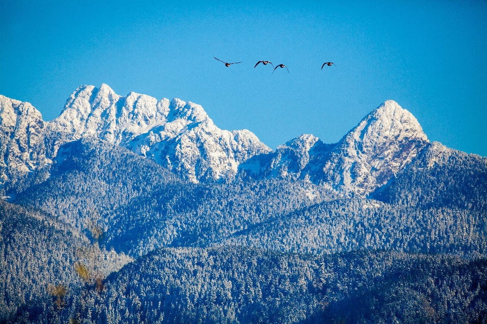 Schnee gipfel gans winter