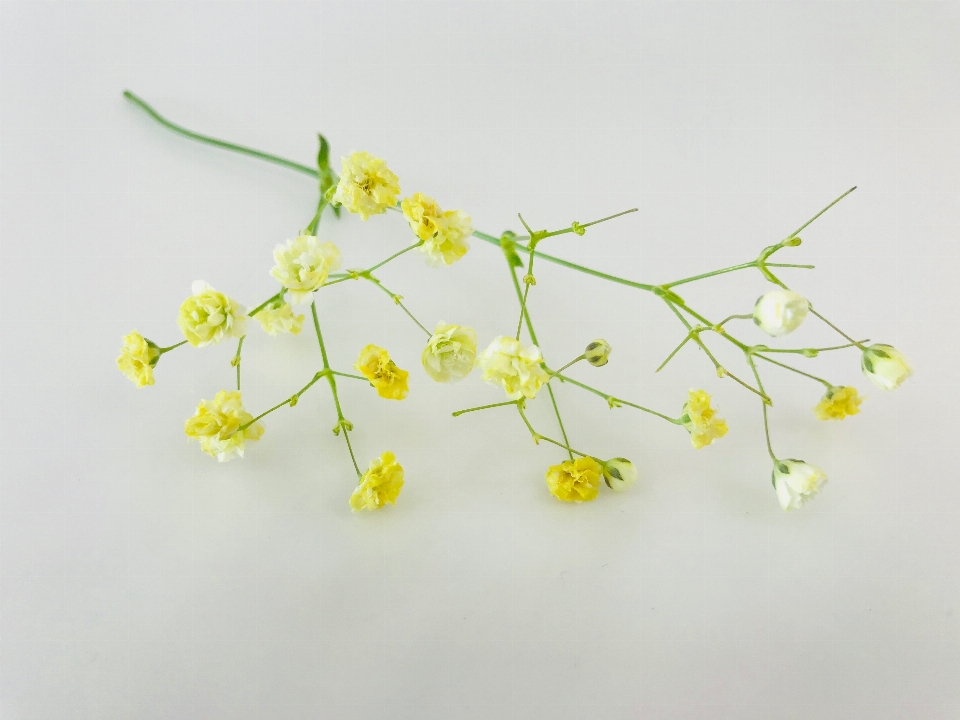 Gypsophile
 jaune flore fleur