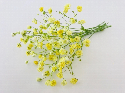 Gypsophila yellow flower flora Photo