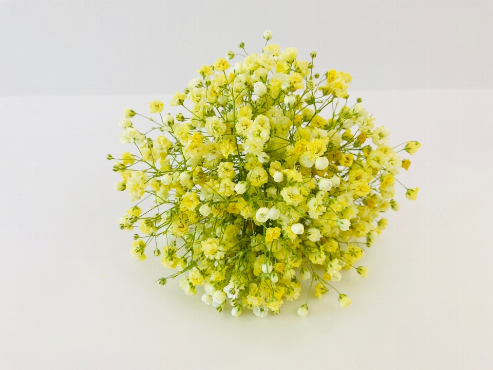 Gypsophila
 kuning bunga potong
