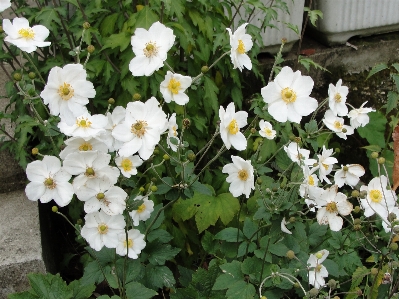 Flower plant flowering rose family Photo