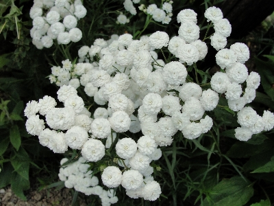 Flower plant viburnum flowering Photo