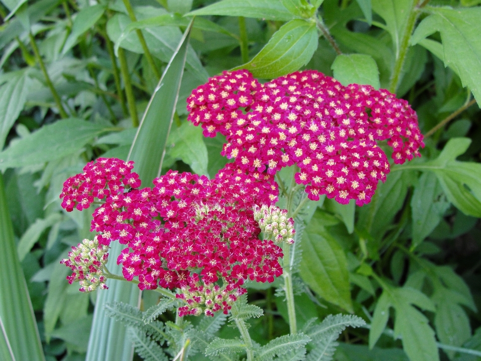 Merah kuning bunga tanaman