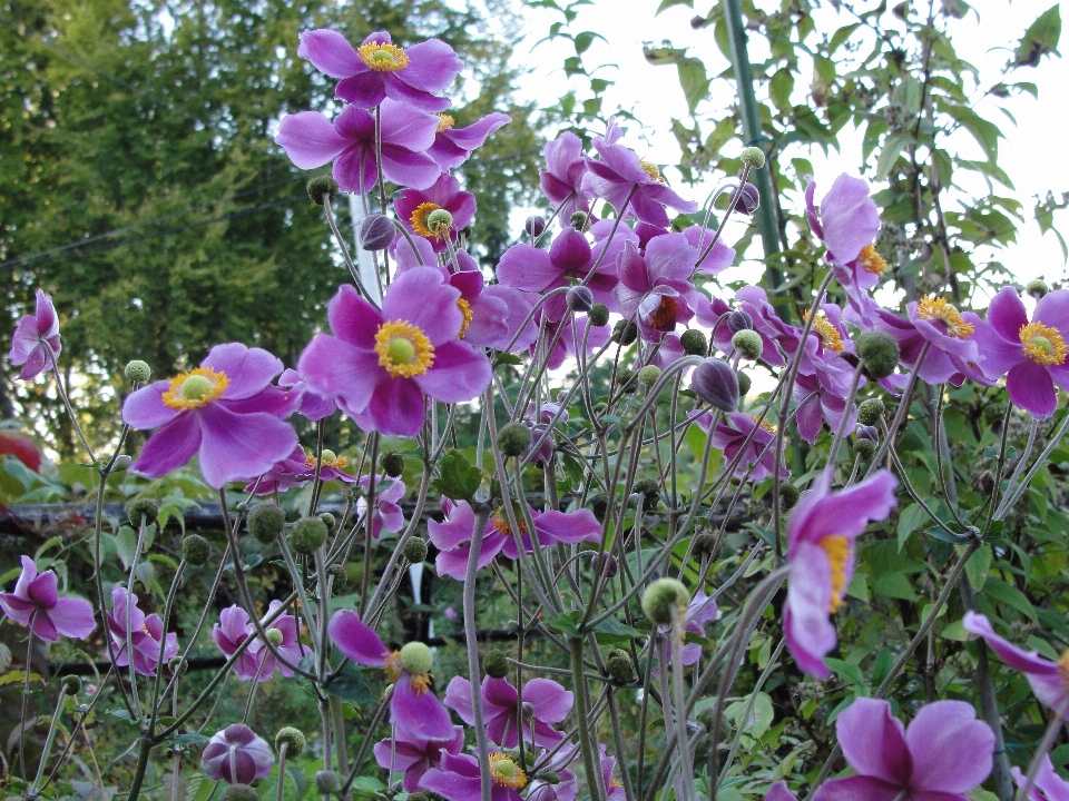 Japanisch anemone blume anlage