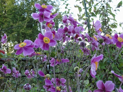 Japanese anemone flower plant Photo