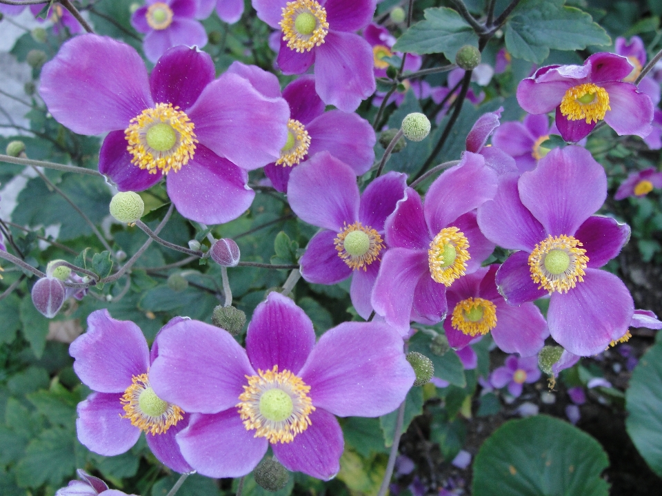 日本人 海葵 花 植物