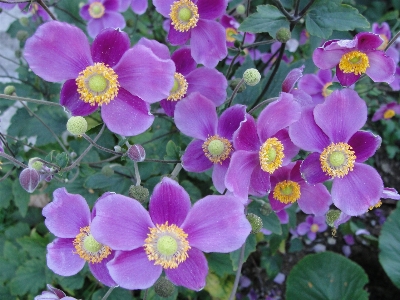 Japanese anemone flower plant Photo