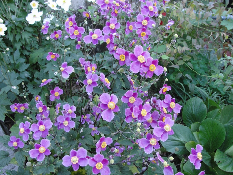 Japanese anemone flower plant