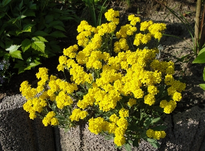 Flower plant yellow flora Photo