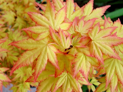 Maple leaf plant flora Photo