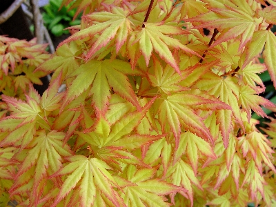 Foto Acero foglia pianta albero