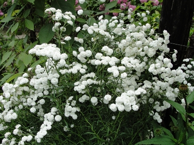 Flower plant nannyberry viburnum Photo