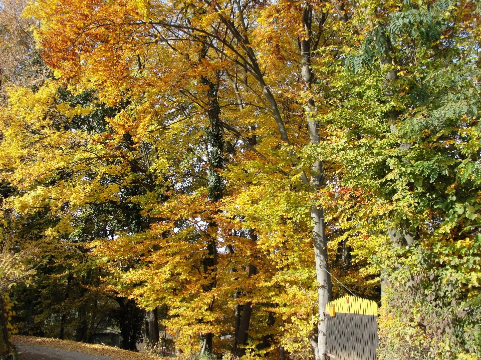 Autumn leaves nature tree