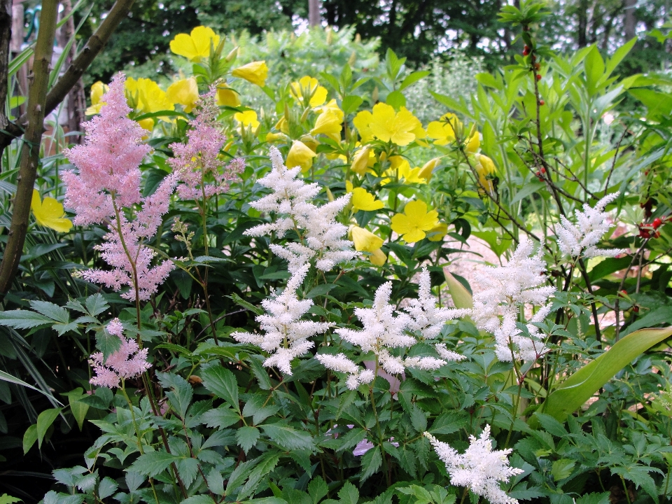 Spiraea plant flower flora