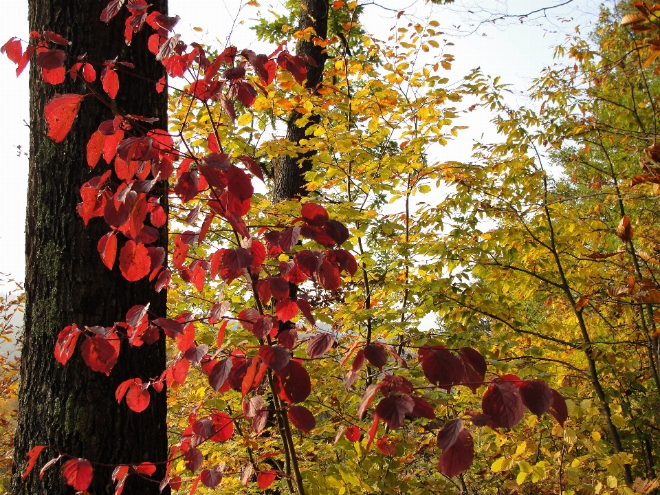 Autumn leaves leaf tree