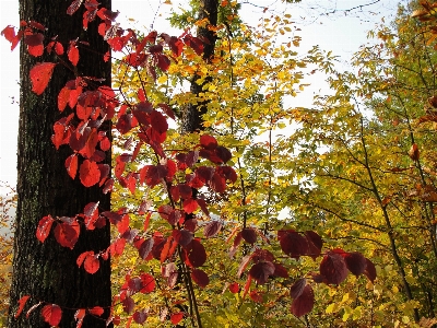 Autumn leaves leaf tree Photo