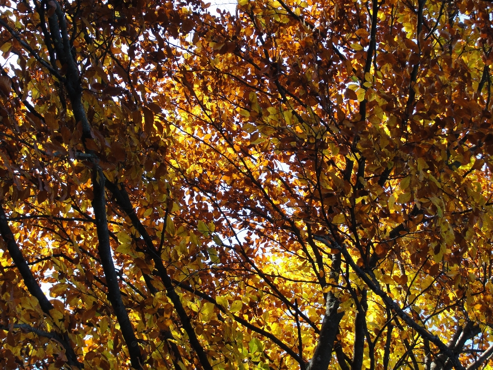 Autumn leaves leaf yellow tree