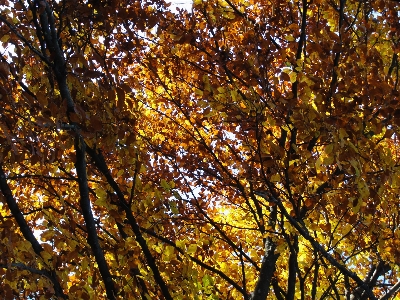 Autumn leaves leaf yellow tree Photo