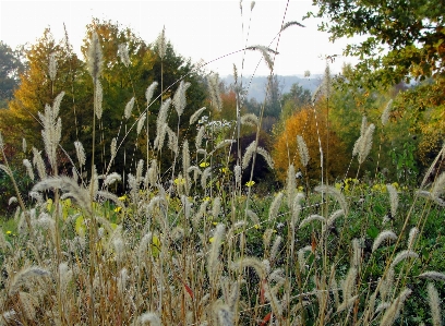 Autumn plant vegetation grass family Photo