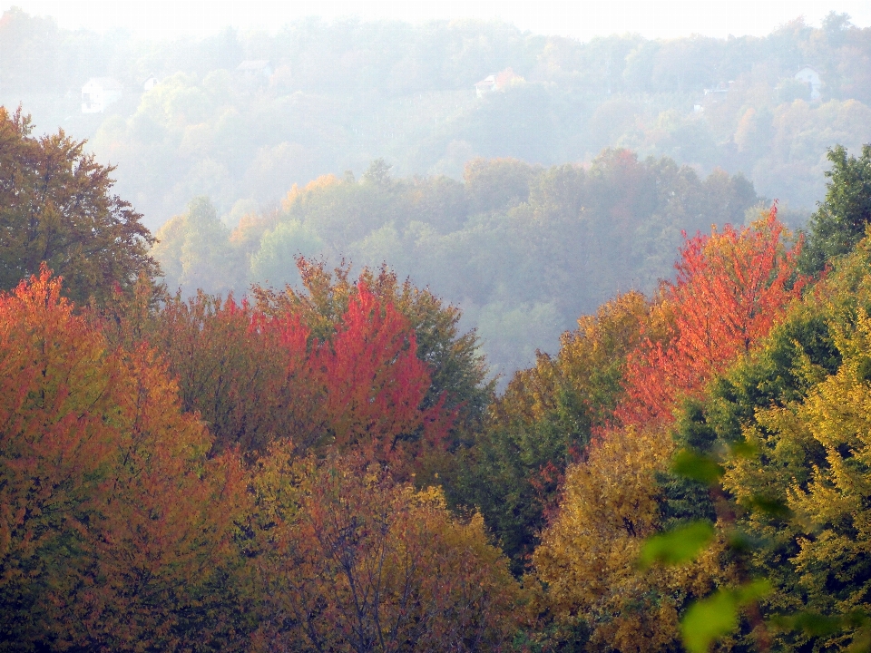 Autumn nature leaf ecosystem