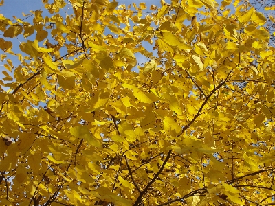 Foto Foglie d'autunno
 giallo albero ramo