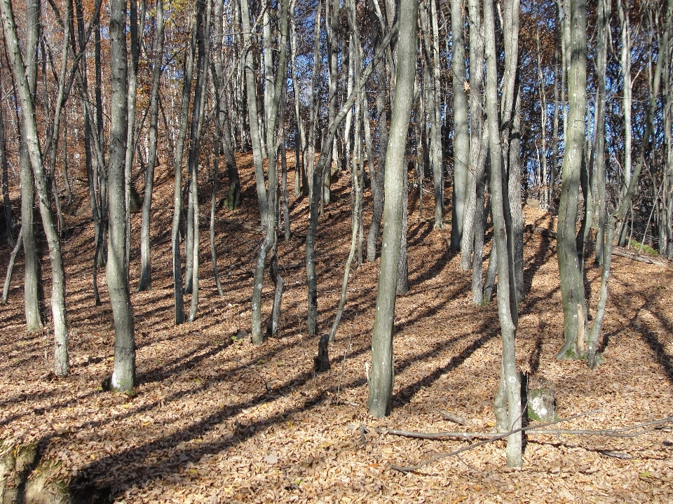 Tree woodland ecosystem forest