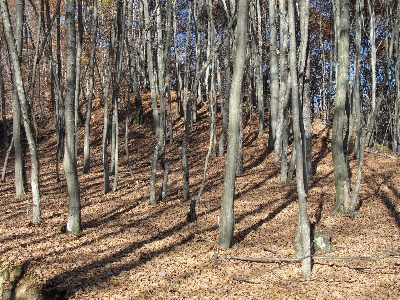 Tree woodland ecosystem forest Photo