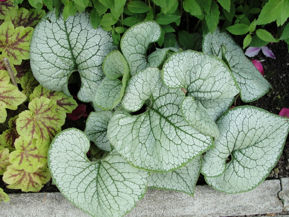 シベリア人
 植物 葉 ハーブ