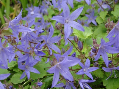 Campanula bellflower flower plant Photo