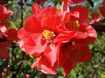 Chaenomeles flower flowering plant Photo