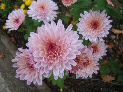 菊
 花 開花植物
 植物 写真