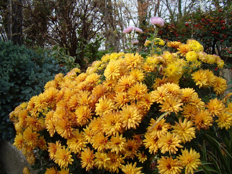 Crisântemo
 flor plantar planta com flor
