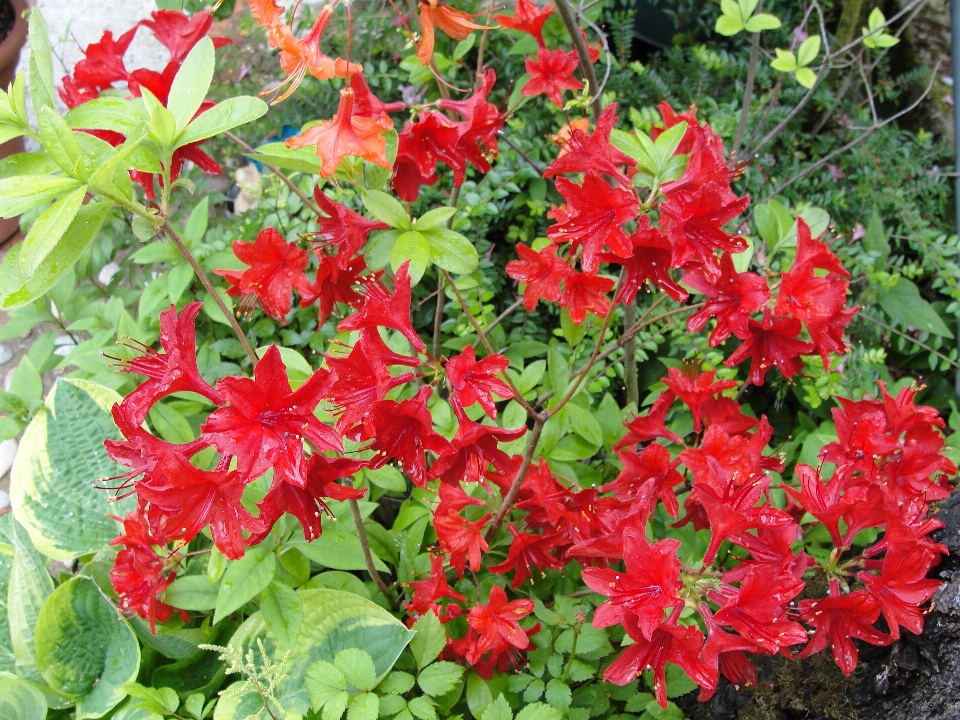 つつじ
 花 植物 開花植物
