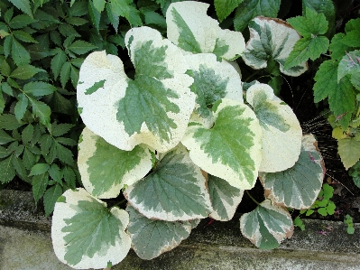 Siberian plant leaf herb Photo