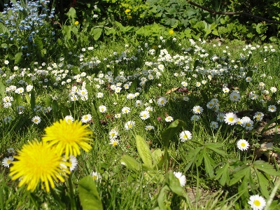 Daisy flower plant oxeye Photo