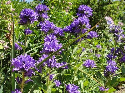 Campanula bellflower plant flower Photo