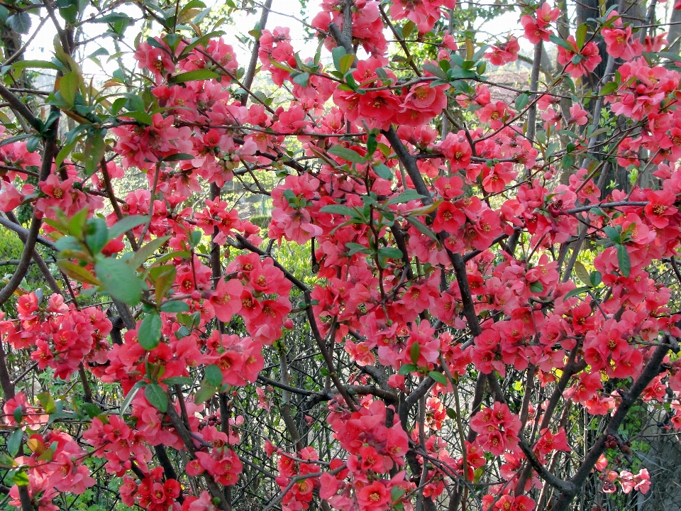 Chaenomeles
 planta flora flor