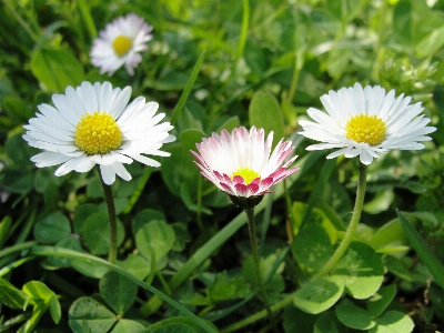 Daisy flower plant flora Photo