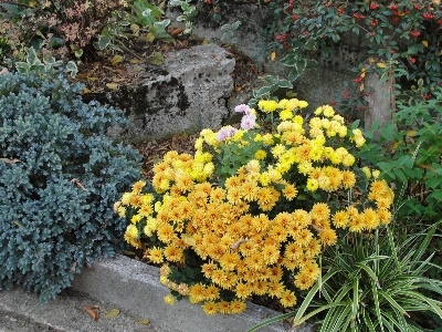 Chrysanthemum plant flower yellow Photo