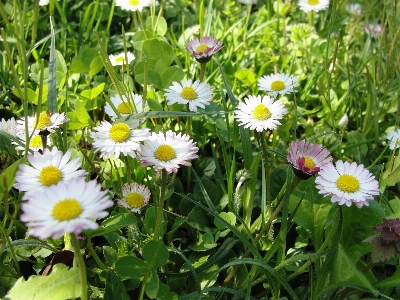 Daisy flower plant family Photo