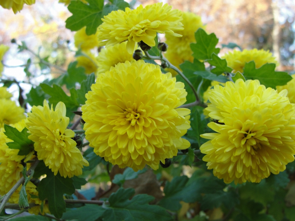 菊
 花 黄色 開花植物
