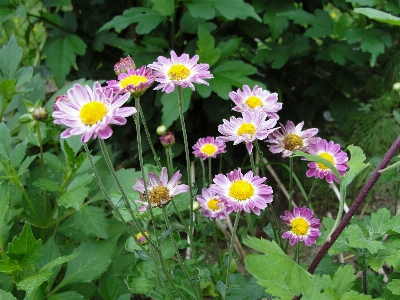 Photo Chrysanthème
 coréen
 fleur usine