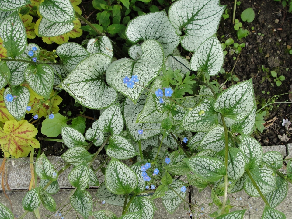 Nature usine flore feuille