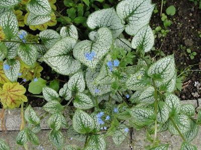 Nature plant flora leaf Photo