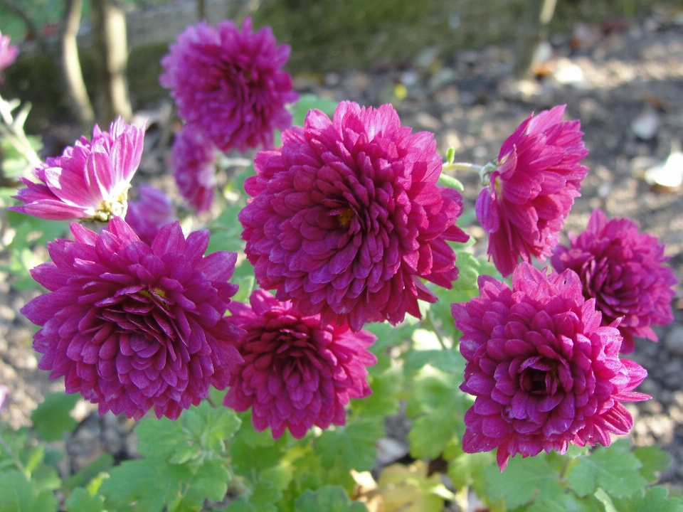 Crisantemo
 flor rosa planta