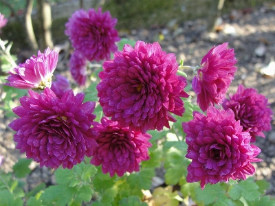 Foto Crisântemo
 flor rosa plantar