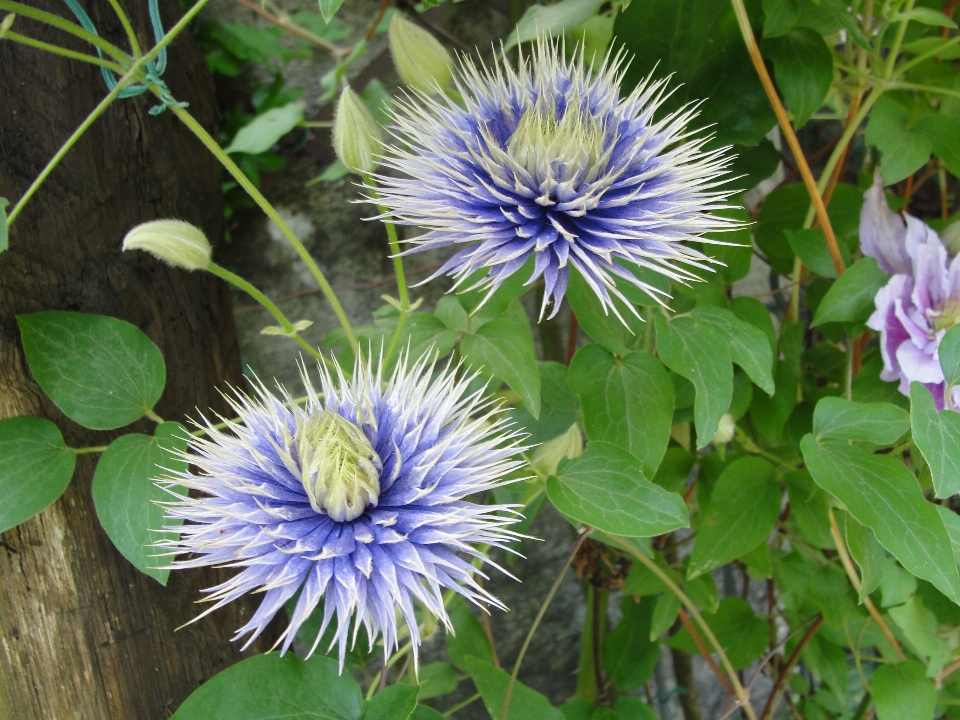 Clematis
 tanaman bunga flora