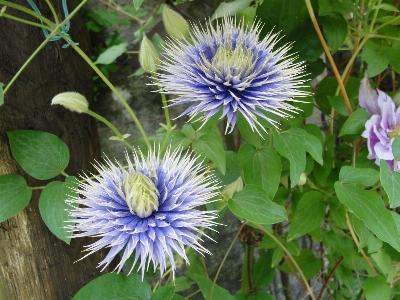 Clematis plant flower flora Photo