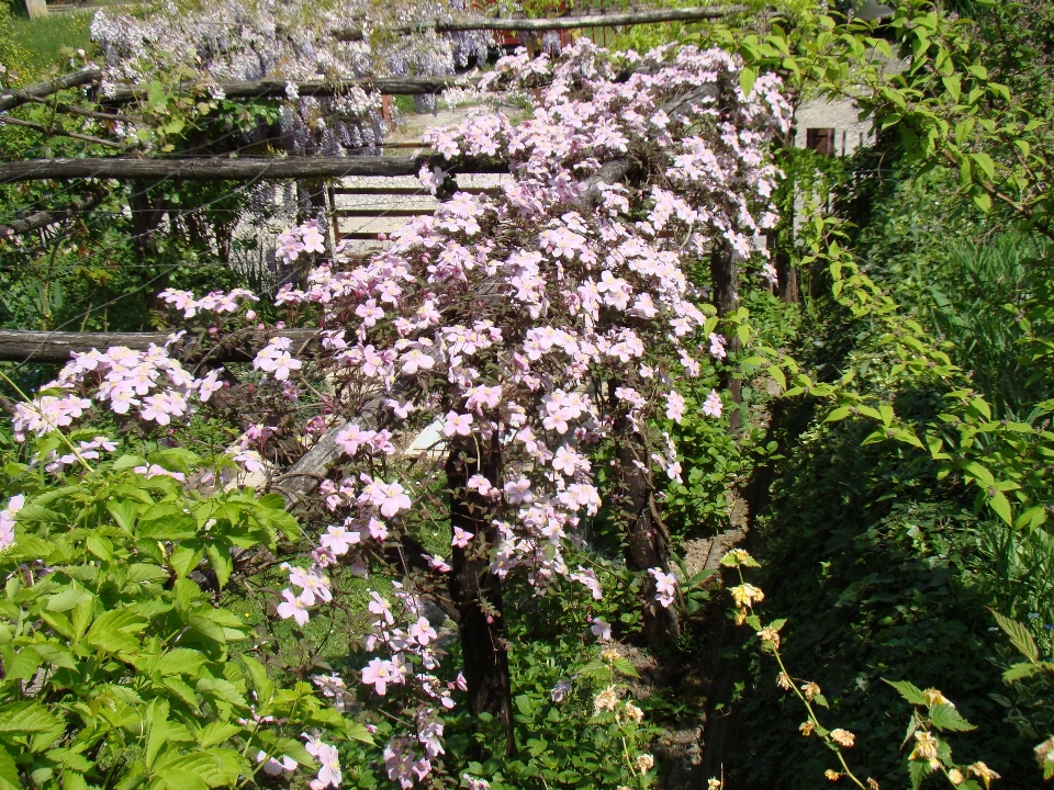 Bunga tanaman berbunga
 flora