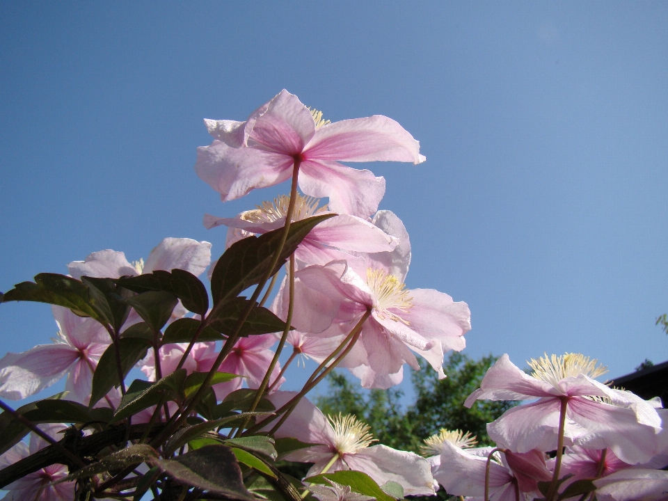 花 植物 ピンク フローラ